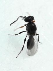 Platygaster