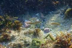 Stethojulis interrupta