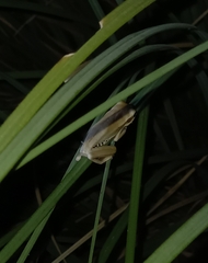 Boana pulchella