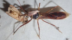 Isocondylus elongatus