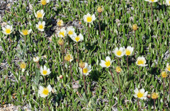 Dryas