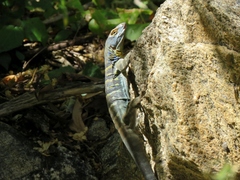 Petrosaurus thalassinus