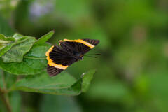 Riodina lycisca