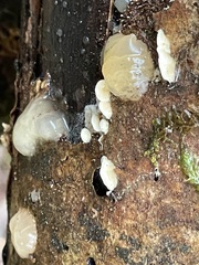 Myxarium nucleatum