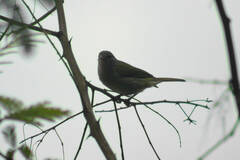 Conirostrum speciosum