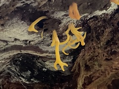 Calocera cornea