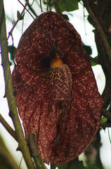Aristolochia gigantea
