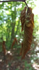 Goniops chrysocoma
