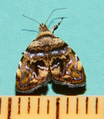 Choreutis metallica
