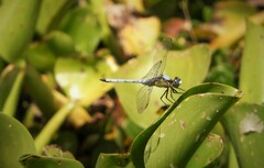 Erythrodiplax pallida