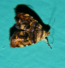 Choreutis metallica
