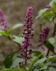 Phytolacca thyrsiflora