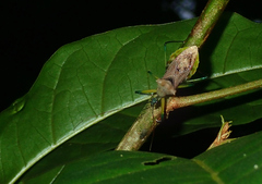 Ploeogaster