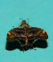 Choreutis metallica