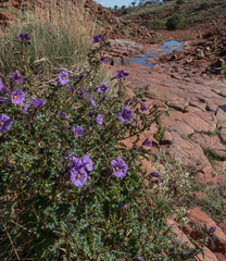 Solanum petrophilum