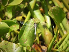 Erythrodiplax pallida