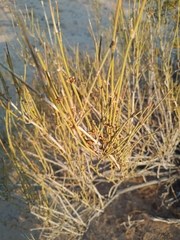 Ephedra trifurca
