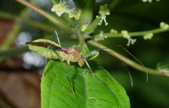 Ploeogaster