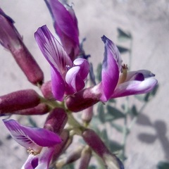 Astragalus crotalariae
