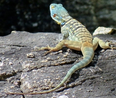 Petrosaurus thalassinus