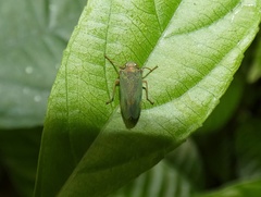 Coelidiinae