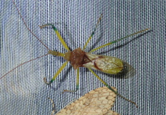 Ploeogaster