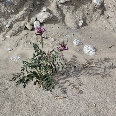 Astragalus crotalariae