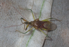 Ploeogaster