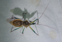 Ploeogaster