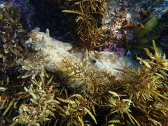 Dolabella auricularia