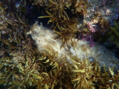 Dolabella auricularia