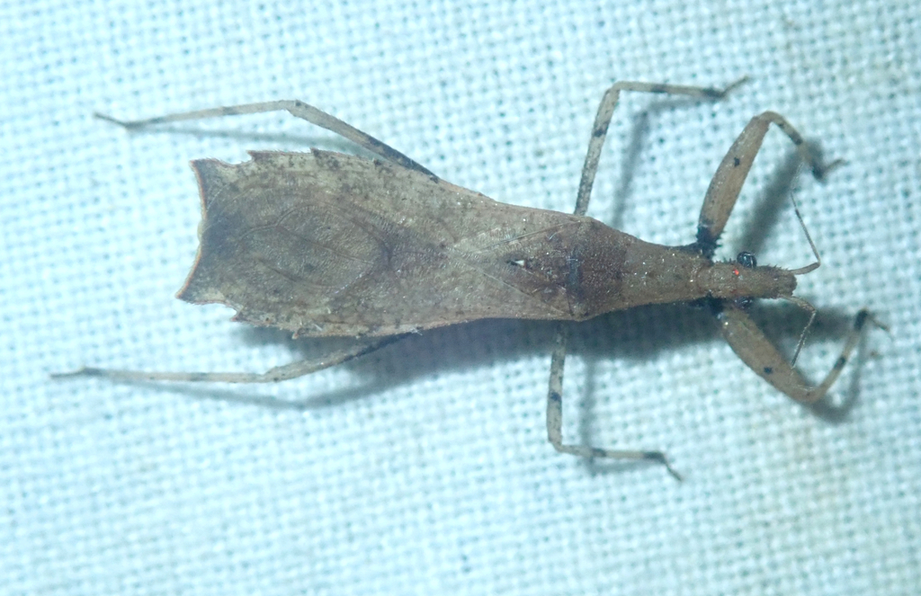 Ctenotrachelus orbiculatus