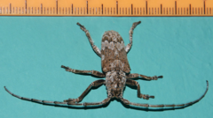 Rhytiphora bispinosa