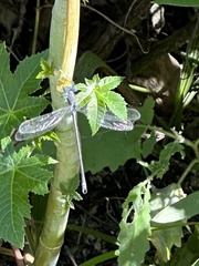 Archilestes californicus