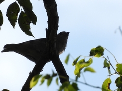 Thraupis sayaca