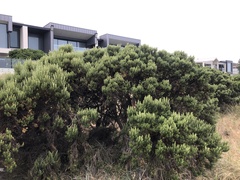 Ozothamnus turbinatus