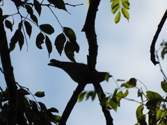 Thraupis sayaca