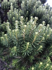 Ozothamnus turbinatus