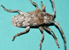 Rhytiphora bispinosa