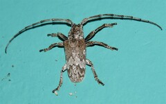 Rhytiphora bispinosa