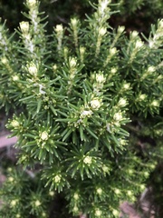 Ozothamnus turbinatus