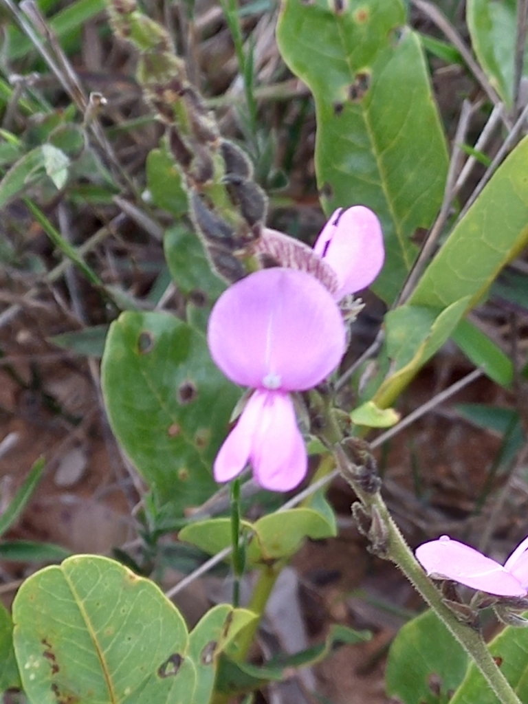 Galactia weddelliana