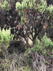 Ozothamnus turbinatus