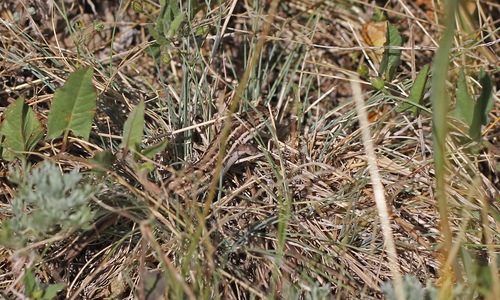 Dwarf Lizard