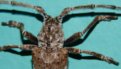 Rhytiphora bispinosa