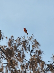 Pyrocephalus rubinus