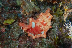Hexabranchus sanguineus
