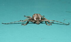 Rhytiphora bispinosa