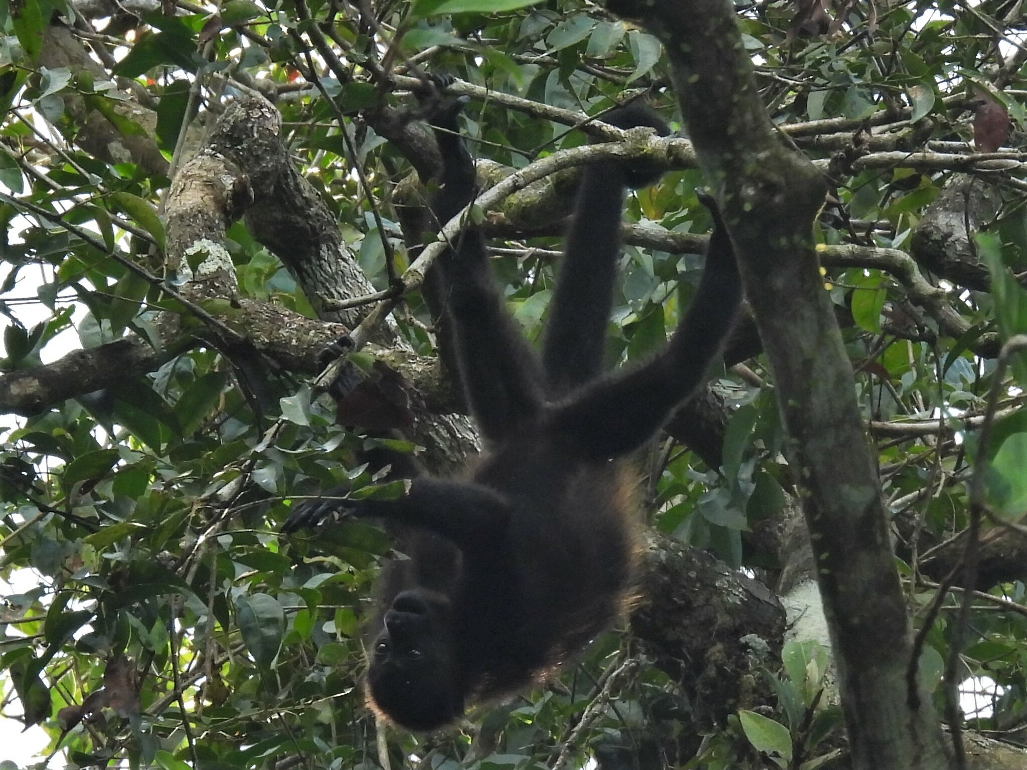 Alouatta palliata (Gray, 1849)