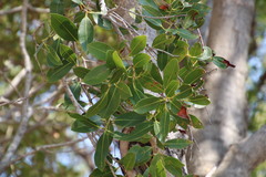 Syzygium guineense